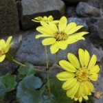 161105_神社の黄色い花