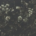 170404_神社の夜桜