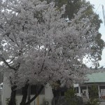 170409_恵方神社の桜