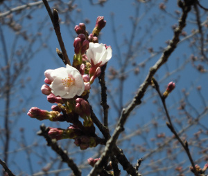 160326_咲桜