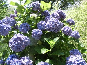 160618_紫陽花