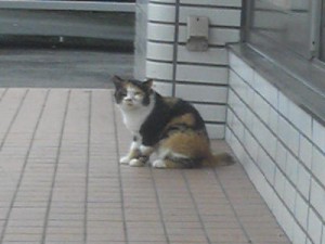 160923_スーパーローソン猫