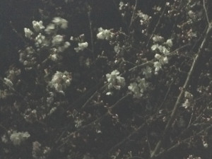 170404_神社の夜桜