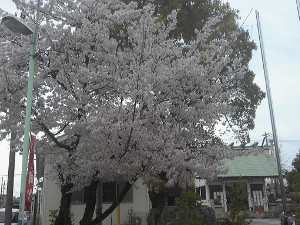 170409_恵方神社の桜